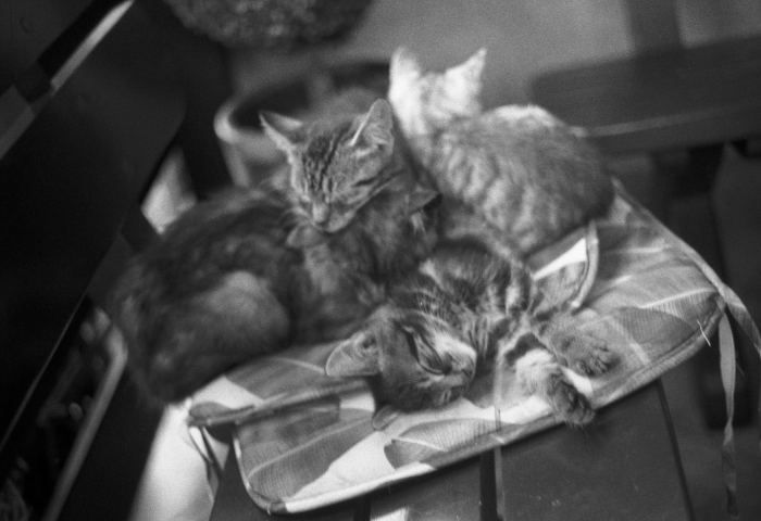 Fomapan 100 · Ricoh XR8 + Rikenon 50mm F/2