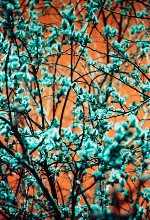 Lomography Turquoise XR 100 - 400 · Praktica BMS + Prakticar 28mm F/2.8