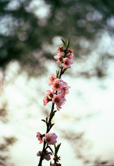 Kodak Gold 200 · Canon Eos 500n + Canon EF 35 - 105mm F/3.5 - 4.5